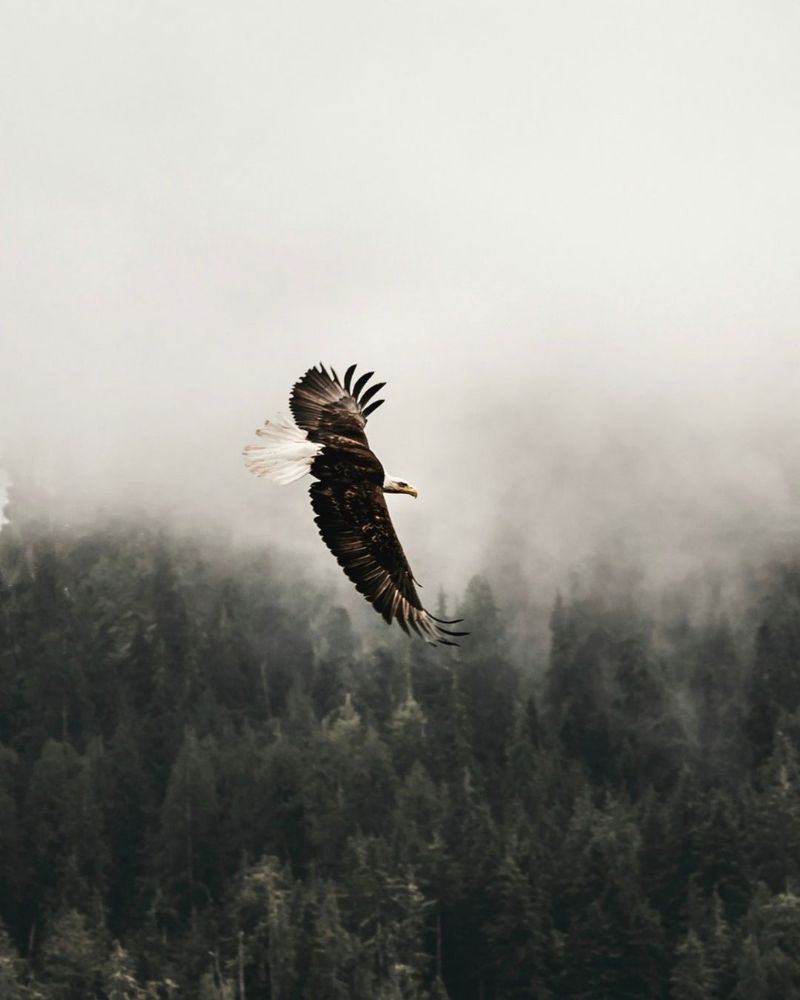 Black Diamond Voyage